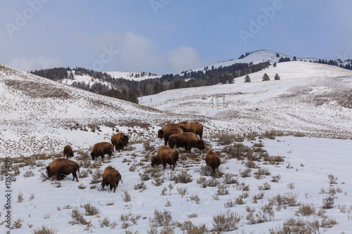 A buffalo herd grazes through the snow in Yellowstone National Park, Wyoming