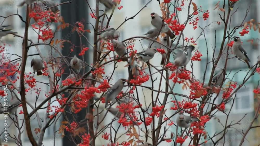Flock of birds waxwings eat rowan in the city Flock of birds waxwings eat rowan in the city