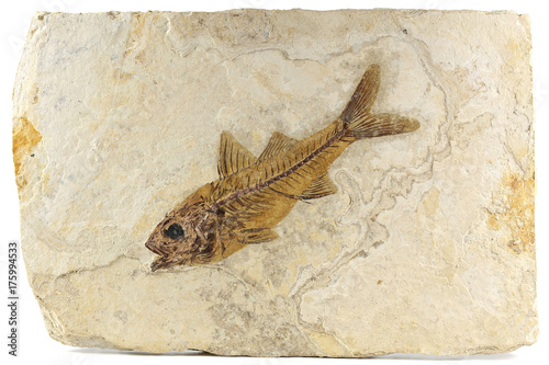 Dapalis Macrurus fish fossil from Aix-en-Provence, France