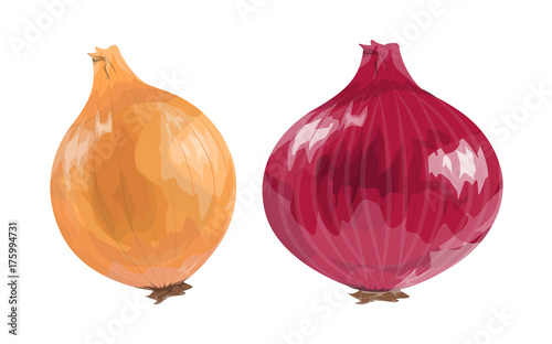 Red and orange onion.