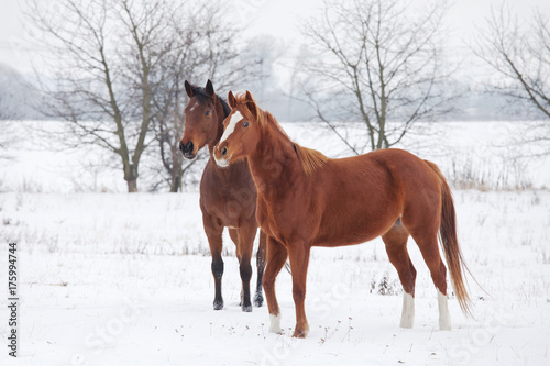 Two horses in winter landscape © lenkadan