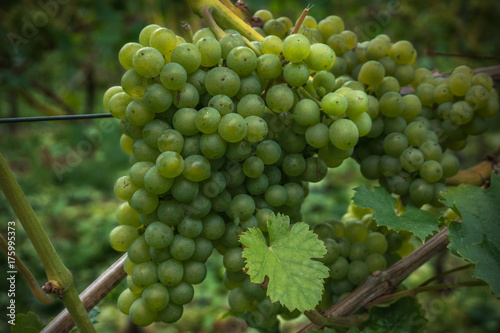 Cluster of light wine grapes on a rod
