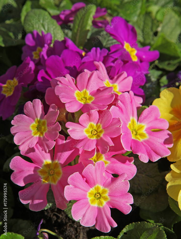 Primevère roses et violettes Primevère roses et violettes