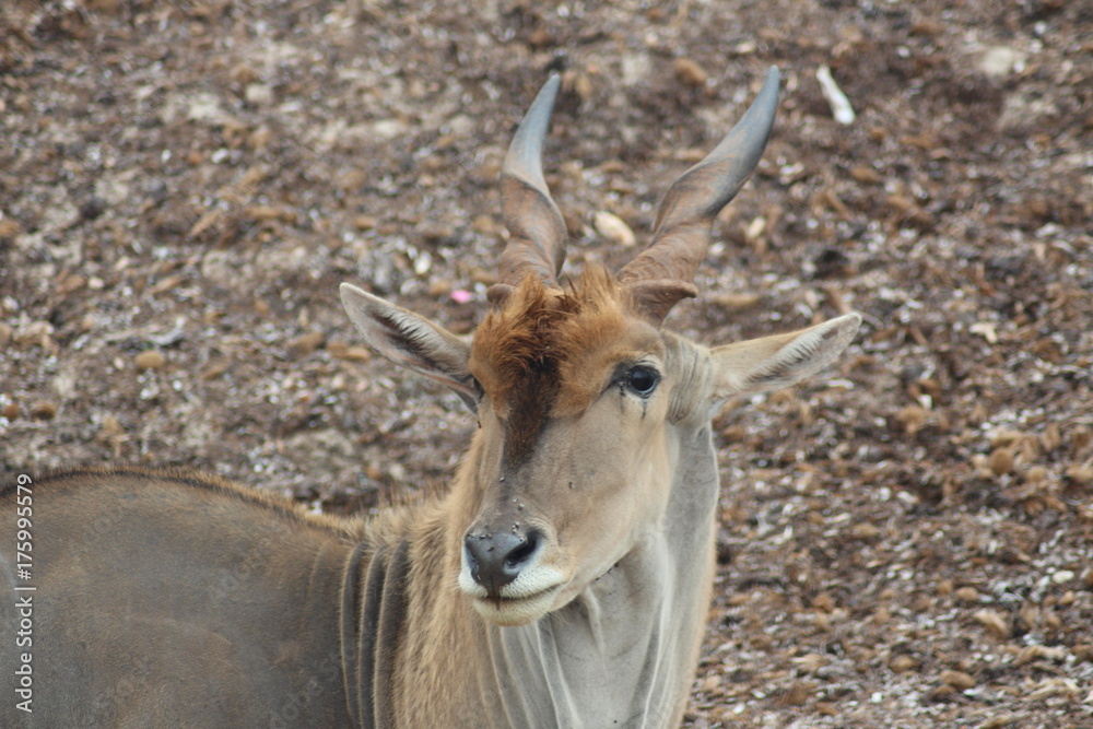 Gnu - Portrait Gnu - Portrait