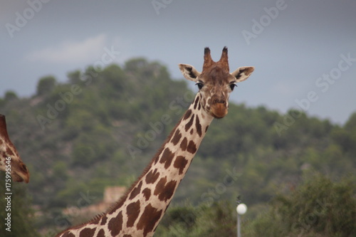 Giraffe