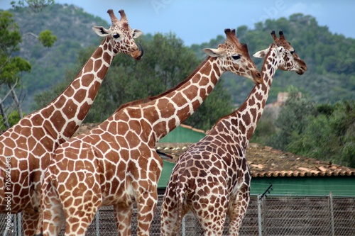 Drei Giraffen unterwegs