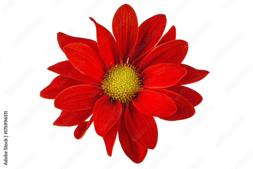 Fototapeta premium red flower alone on a white background