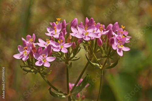 Blüten des Echten Tausendgüldenkrauts, Centaurium erythraea (Common Centaury)