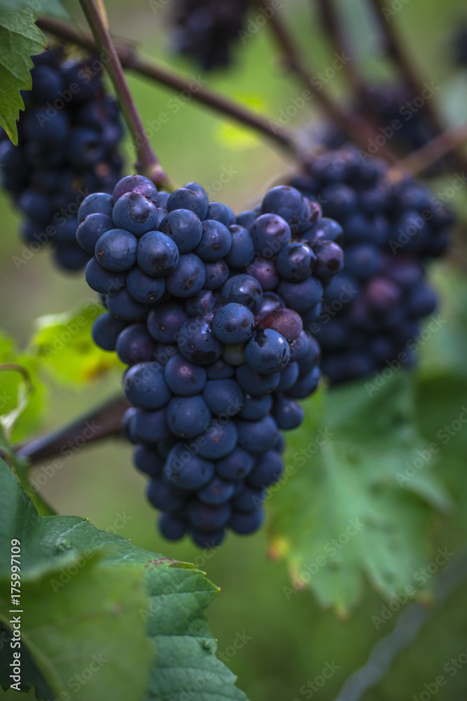 a bunch of dark grapes on a vine