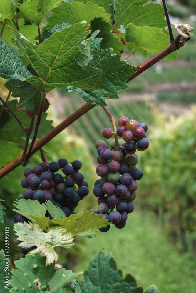 a bunch of dark grapes on a vine