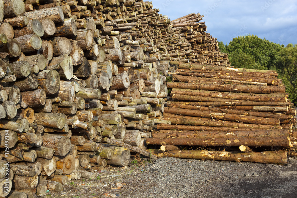 wood yard with logs