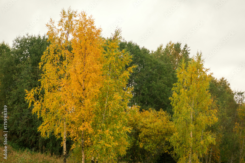 Fototapeta premium forest in autumn