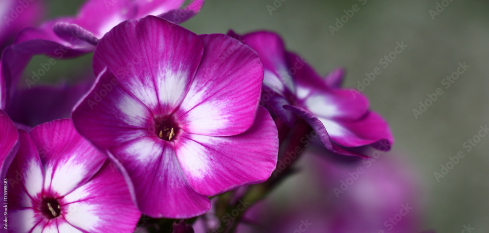 Phlox paniculata flowers./Flowers of a phlox with motley petals in white and violet tones on a grey background.