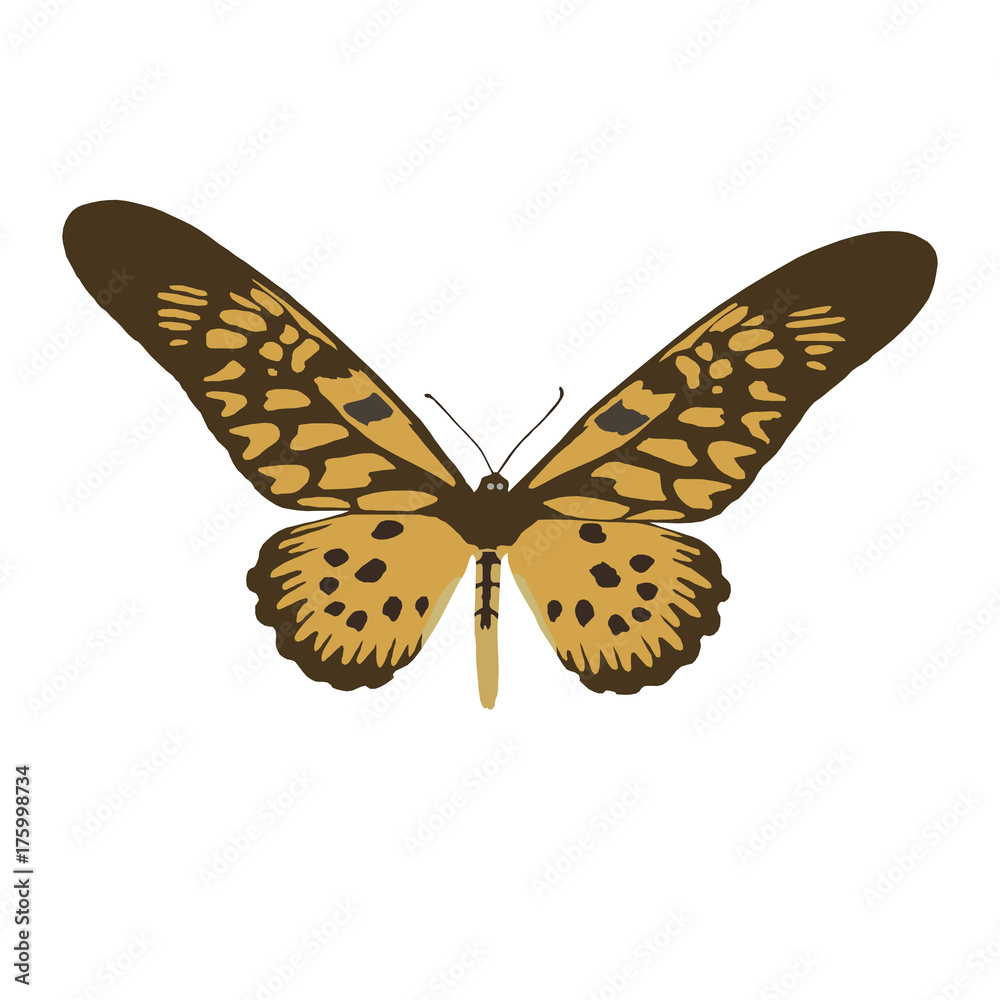 Fototapeta premium Large Uganda butterfly (Druryeia Antimachus), vector illustration on white background