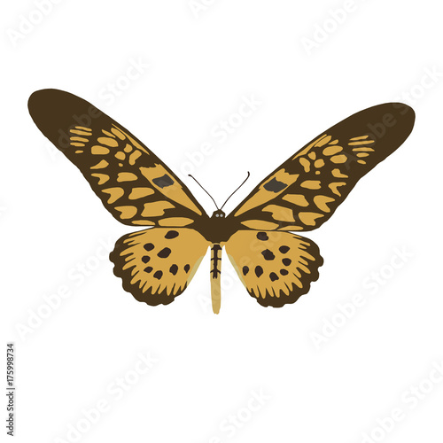 Large Uganda butterfly (Druryeia Antimachus), vector illustration on white background