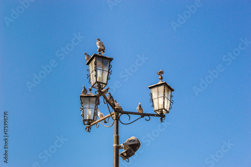 Pigeons sitting on the street lamp with blue background.