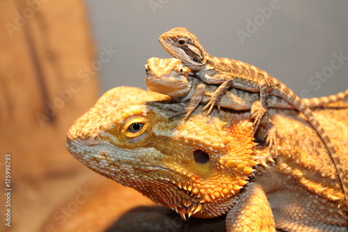 bearded dragon