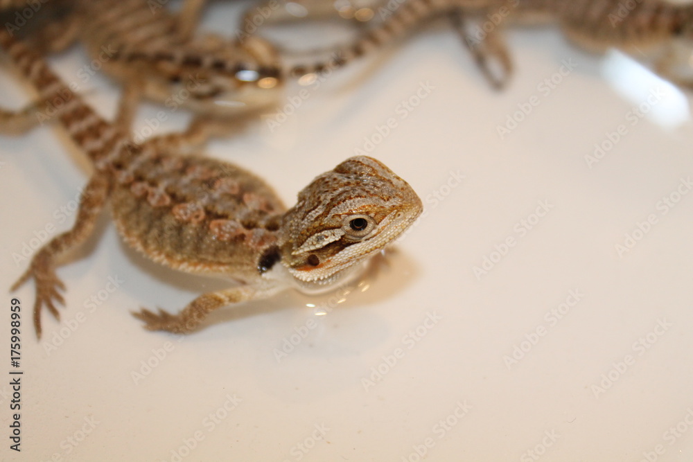 Naklejka premium bearded dragon