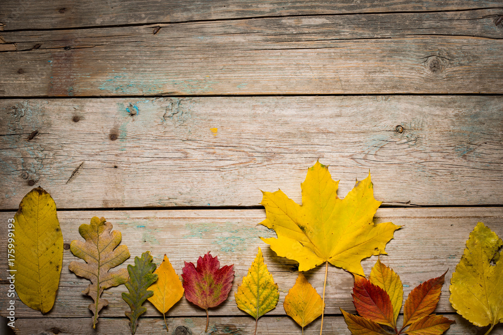 Obraz premium Autumn leaves on wooden boards
