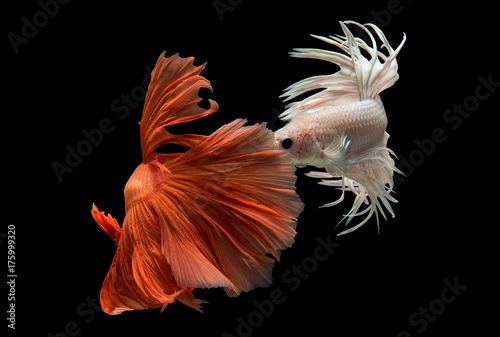Siamese Fighting Fish Isolated on Black Background