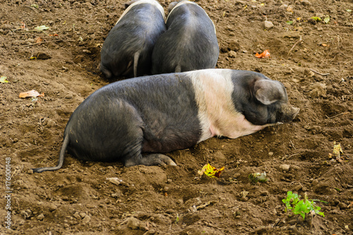 Pigs in a the woods near Leeds in the United Kingdom