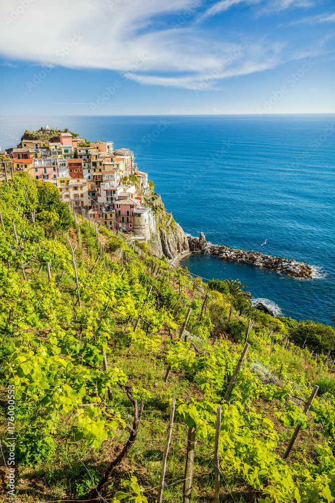 Vineyard near Manarola village in famous Cinque Terre. Liguria, Italy.