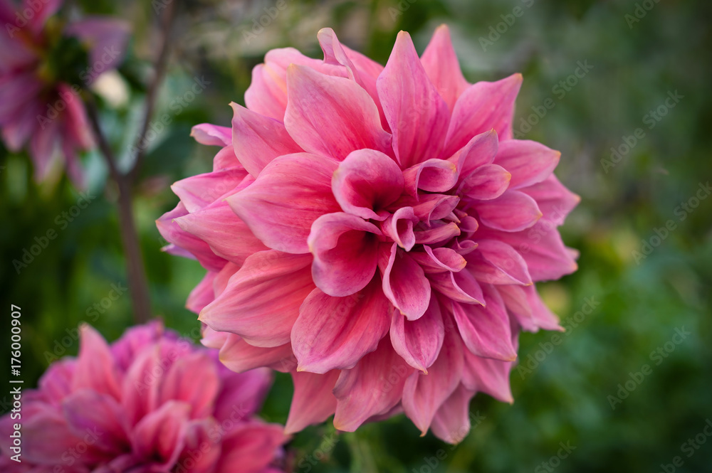 Pink dahlias blooming in the garden in the summer. Pink dahilas on a blurred green background.