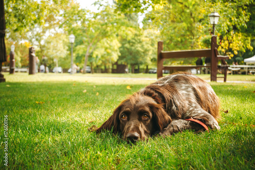 Fototapeta Naklejka Na Ścianę i Meble -  brown dog lying alone on grass waiting for owner, hunting gun dog