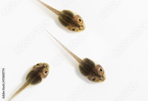 Wood Frog Tadpoles on White Background