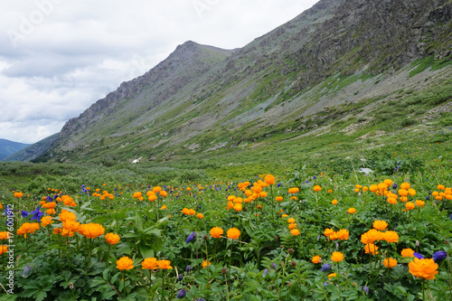 flowering meadow in the mountains