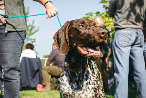 owner holding his dog, brown hunting german shorthaired pointer, kurzhaar, photo