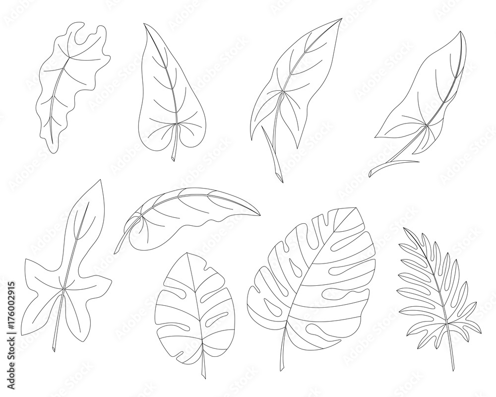 the leaves of tropical trees and lianas
