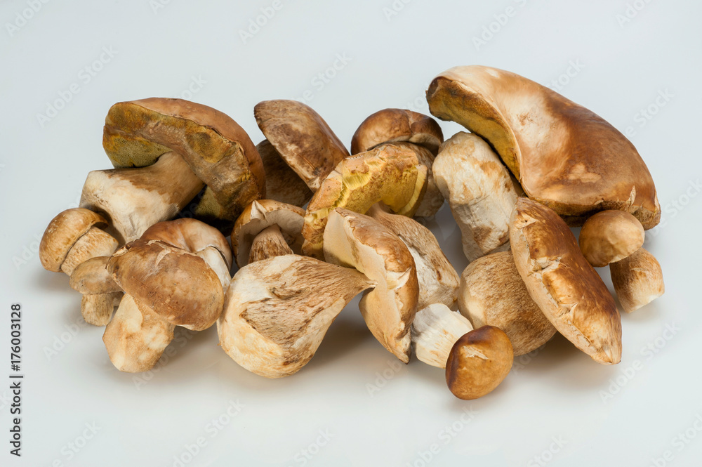 Group of Boletus Edulis mushroom isolated on white background