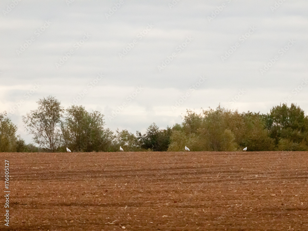 uk brown farm field overcast day birds farming ploughed industry agriculture