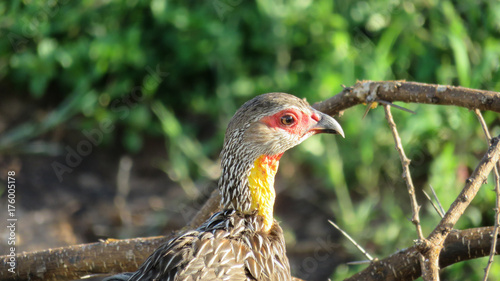 Yellow-necked spurfouwl © Bernie