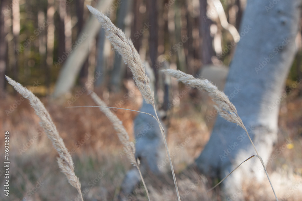 Gräser im Wald Gräser im Wald