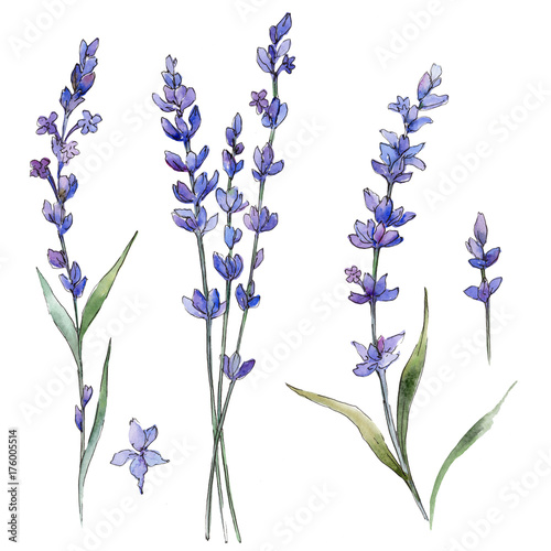 Wildflower lavander flower in a watercolor style isolated. Full name of the plant: lavander. Aquarelle wild flower for background, texture, wrapper pattern, frame or border. photo