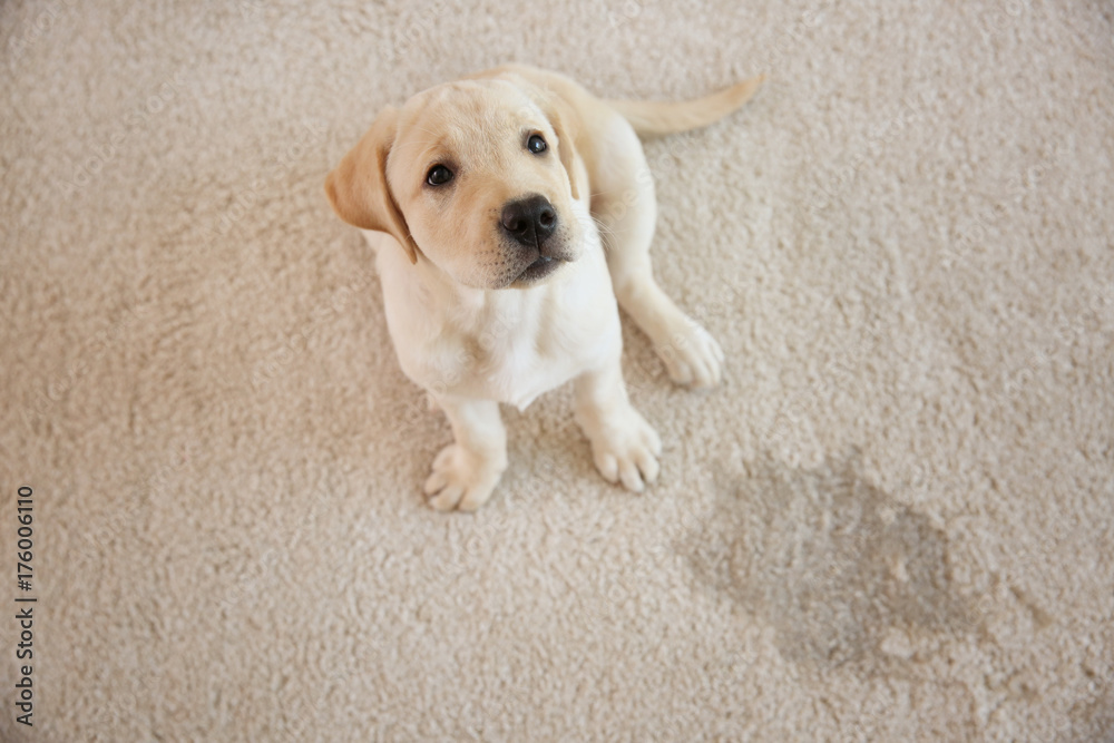 Cute puppy sitting on carpet near wet spot - obrazy, fototapety, plakaty 