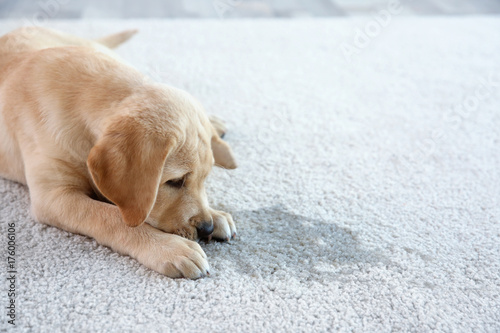 Fototapeta Naklejka Na Ścianę i Meble -  Cute puppy lying on carpet near wet spot