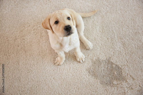 Fototapeta Naklejka Na Ścianę i Meble -  Cute puppy sitting on carpet near wet spot