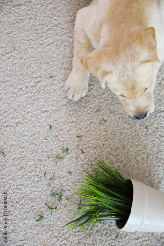 Fototapeta Naklejka Na Ścianę i Meble -  Cute puppy chewed houseplant on carpet