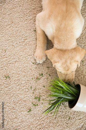 Fototapeta Naklejka Na Ścianę i Meble -  Cute puppy chewing houseplant on carpet