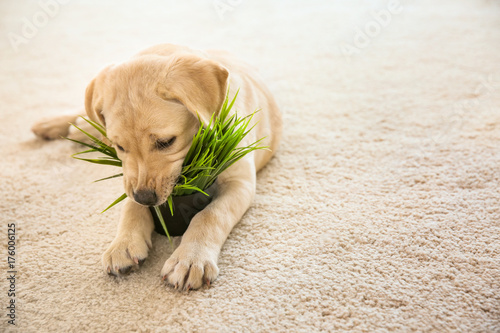 Cute puppy chewing houseplant on carpet