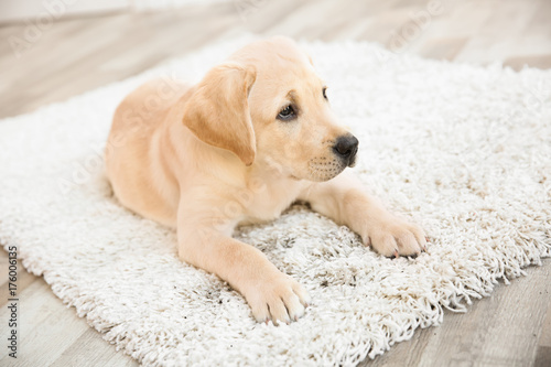 Cute puppy on dirty rug at home © Africa Studio