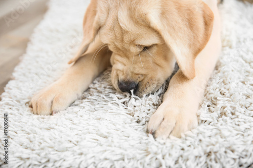 Fototapeta Naklejka Na Ścianę i Meble -  Cute puppy on dirty rug at home