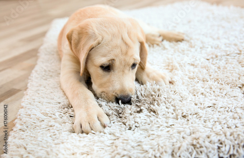 Cute puppy on dirty rug at home