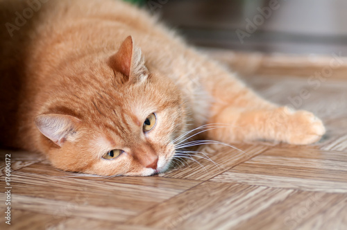 Wallpaper Mural red cat lying on the floor in the apartment Torontodigital.ca