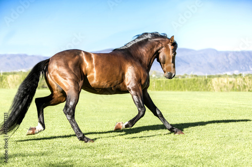 Fototapeta Naklejka Na Ścianę i Meble -  Thoroughbred wild horse