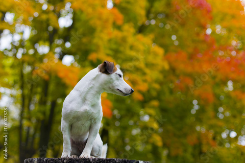 the Jack Russell nature   autumn