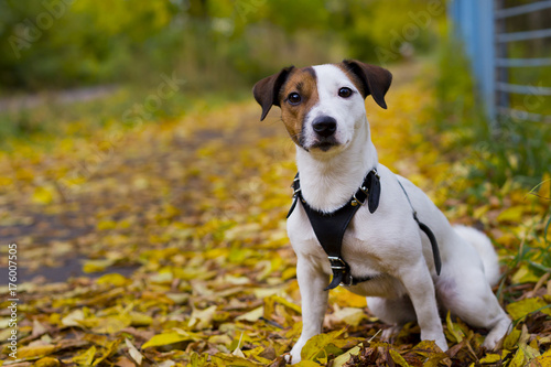 Jack Russell in autumn foliage